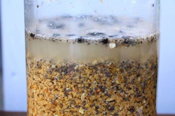 Jar of fermented chicken feed