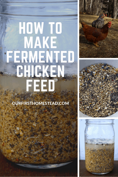 pin for how to make fermented chicken feed