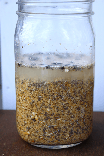 glass mason jar of fermented chicken feed for essentials for backyard chickens